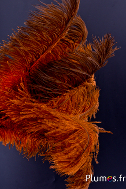 Autruche - 30-40 cm - gris naturel-orange